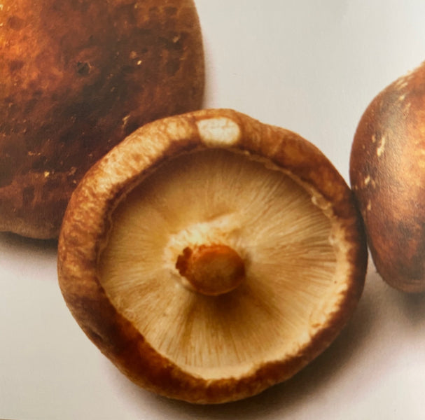 Shiitaki Mushrooms – Culinary Medicinal Mushrooms