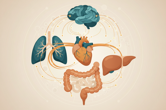 Biological Networks Explained: Why No Organ Works Alone
