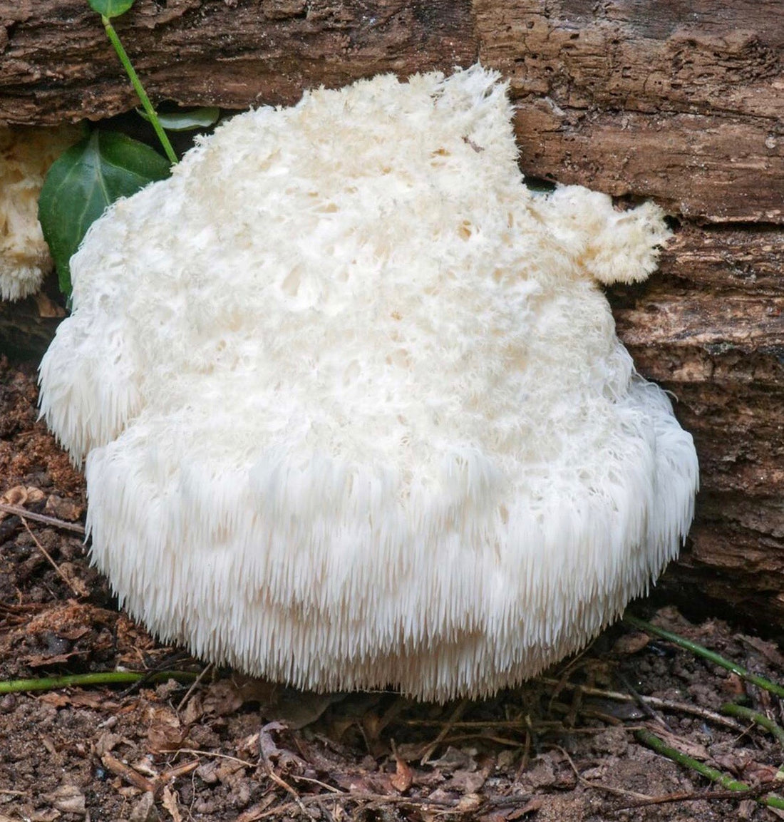 Health Benefits of Lion's Mane Mushroom