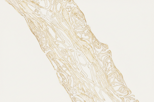 Bone Biology Explained: How Your Bones Continuously Renew Themselves