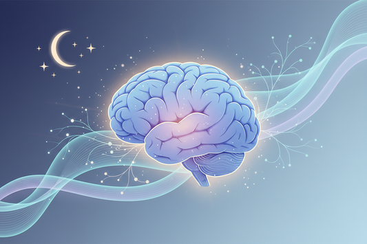 The Glymphatic System Explained: How the Sleeping Brain Clears Metabolic Waste