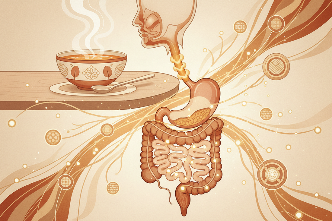 What Happens After You Eat? A Journey Through Digestion, Absorption and Metabolism