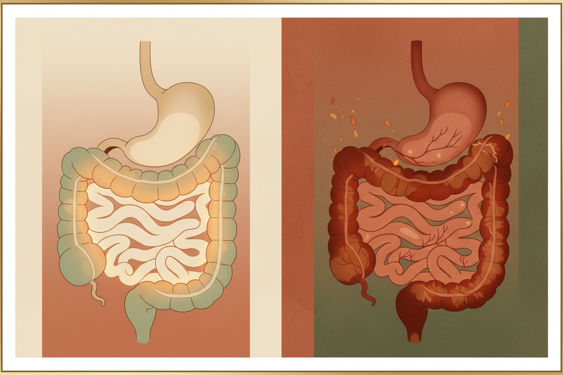 IBS vs IBD: What's the Difference? Understanding Two Very Different Digestive Conditions