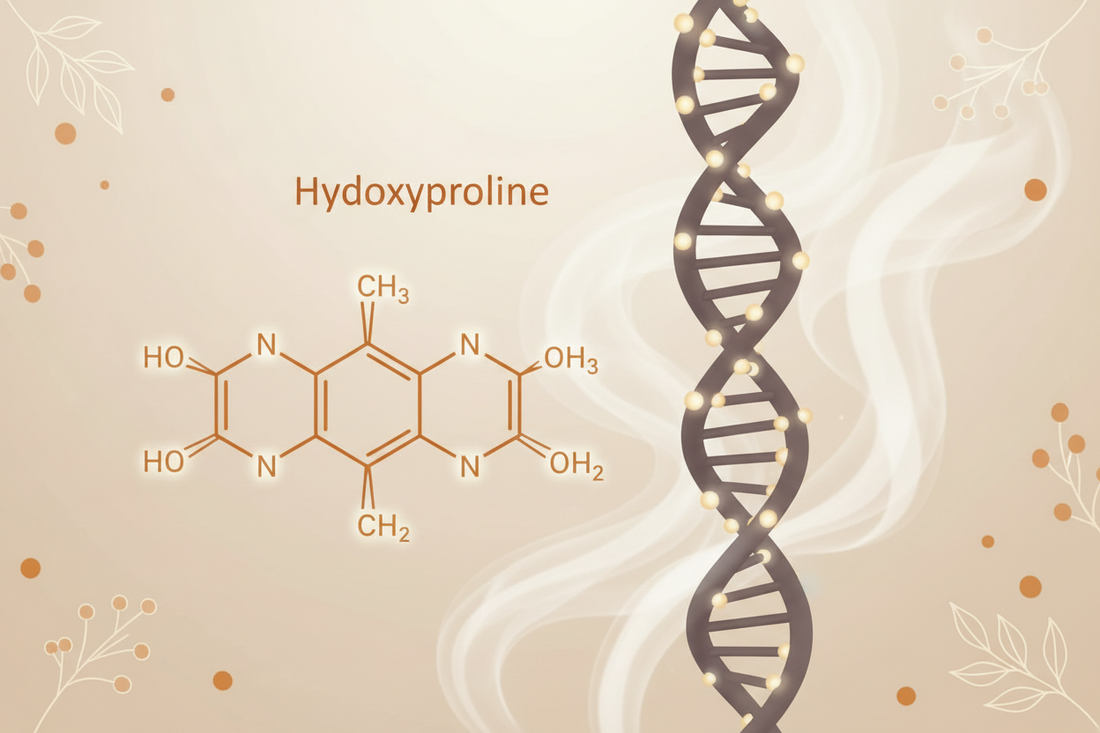 Hydroxyproline Explained: The Unique Amino Acid That Makes Collagen Different
