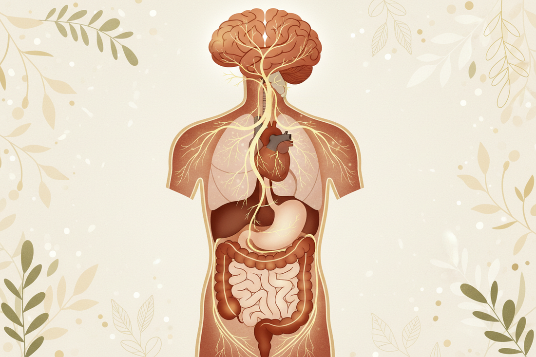 The Vagus Nerve Explained: The Communication Highway Between Your Gut and Brain