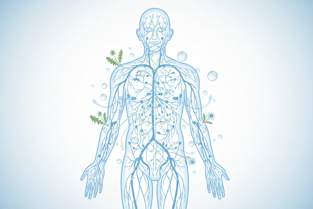 The Lymphatic System Explained: Hydration, Movement & Everyday Wellbeing