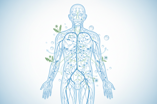 The Lymphatic System Explained: Hydration, Movement & Everyday Wellbeing