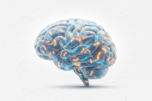 Mitochondria & Brain Health: Why Brain Energy Production Matters for Memory, Cognition & Healthy Ageing