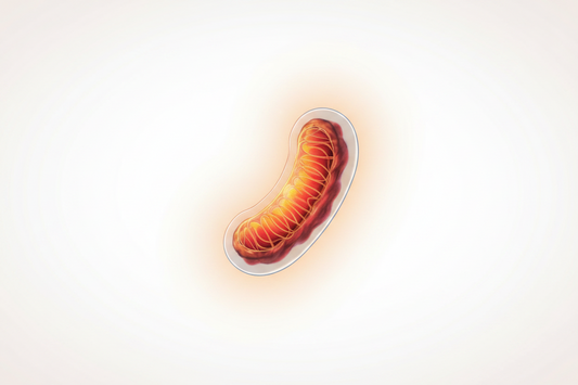 Mitochondria & Muscle Explained: How Exercise Builds Cellular Energy, Metabolic Flexibility & Healthy Ageing