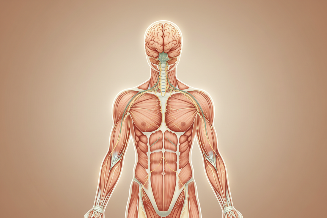 Why Strength Isn't Just About Muscle: How Your Brain Creates Strength, Balance and Movement