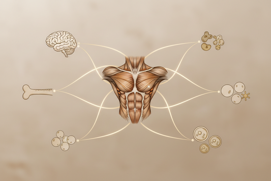 Muscle as a Metabolic Organ: How Muscle Communicates With the Brain, Bone, Fat & Immune System