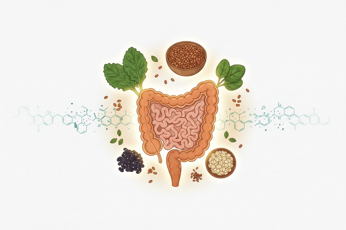 PFAS, Fibre & the Gut: Can Dietary Fibre Help Reduce Reabsorption of “Forever Chemicals”?