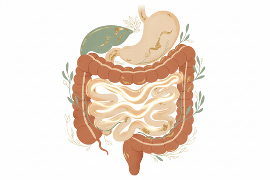 What Happens Between Meals? Meet Your Gut's Natural Cleaning Cycle