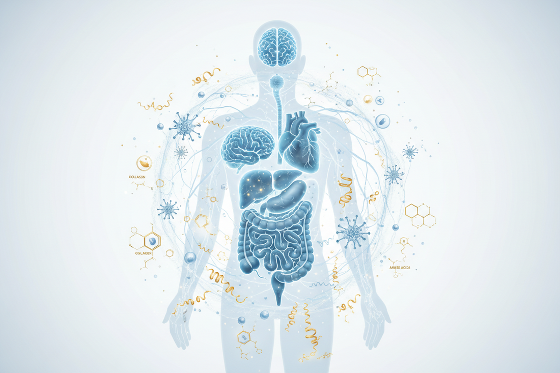 Why Everything in Your Body Is Connected: A Systems Biology Approach to HealthWhy Everything in Your Body Is Connected: Understanding Health, Nutrition and Systems Biology