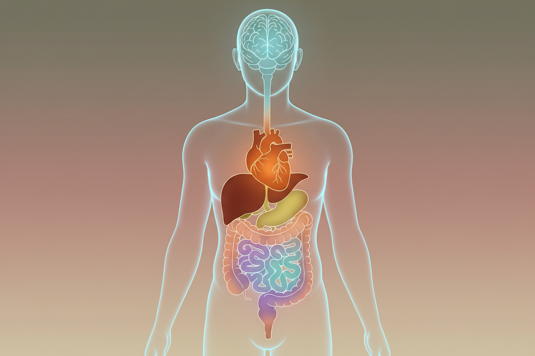 Why Your Organs Don't All Age at the Same Rate: Understanding Biological Age Across the Body