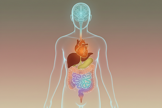 Why Your Organs Don't All Age at the Same Rate: Understanding Biological Age Across the Body